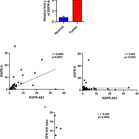 Role Of Egfr As1 In Maintaining The Level Of Egfr A And D Isoforms In