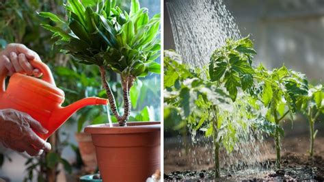 Cu L Es La Mejor Hora Para Regar Tus Plantas Salud