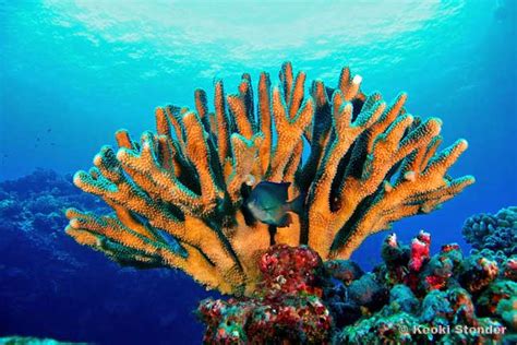 Blue Eye Damselfish Plectroglyphidodon Johnstonianus Tropicalfish Me