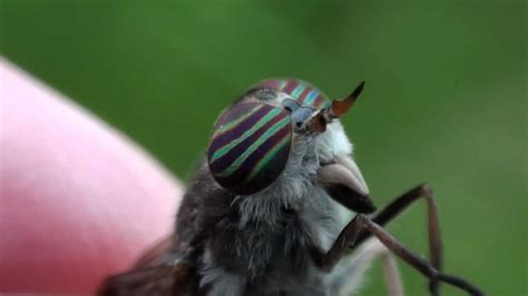 Horse Fly Tabanidae Hybomitra Close Up Youtube