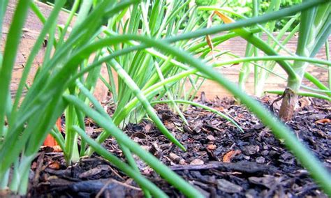 Growing Shallots For Haute Cuisine Use Epic Gardening