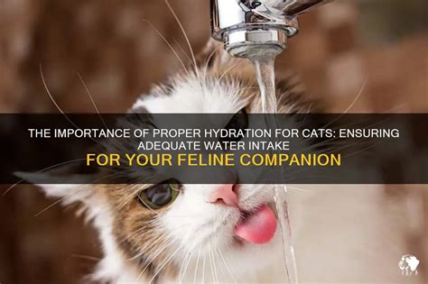 The Importance Of Proper Hydration For Cats Ensuring Adequate Water