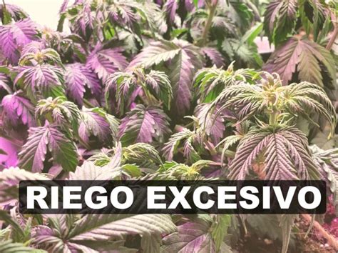 Riego Excesivo En Marihuana Soluciones