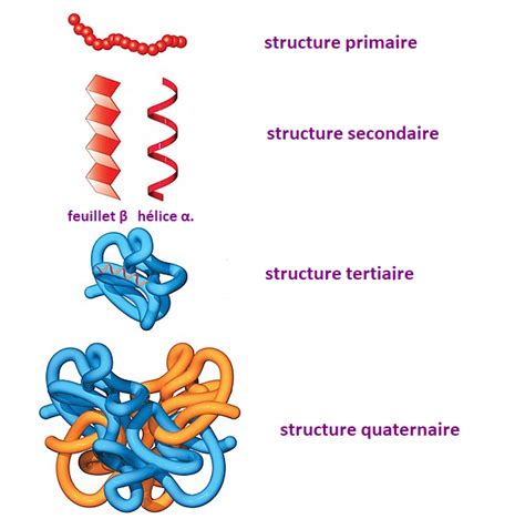 Structure Tertiaire Des Prot Ines