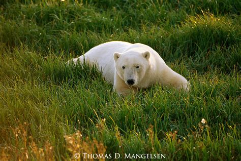 Polar Bear Mangelsen Images Of Nature Stock Agency