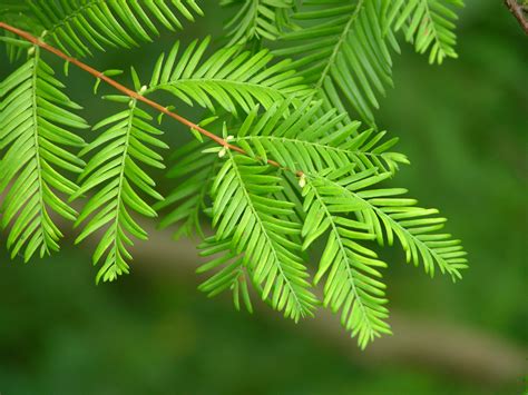 Filedawn Redwood Metasequoia Glyptostroboides Needles 3264px