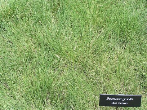 How To Grow And Care For Blue Grama Grass Easy Way To Garden