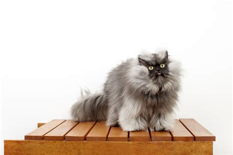 Colonel Meow Internet Cat Legend Wins Worlds Hairiest Cat A