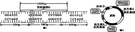 图1表示含有目的基因d的dna片段长度和部分碱基序列图2表示一种质粒的结构和部分碱基序列．现有mspibamhimboismai 4种