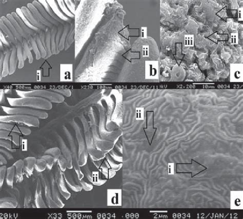 A C Gill Of Anabas Testudineus Exposed To 0007 Mg L 1 Dm A I