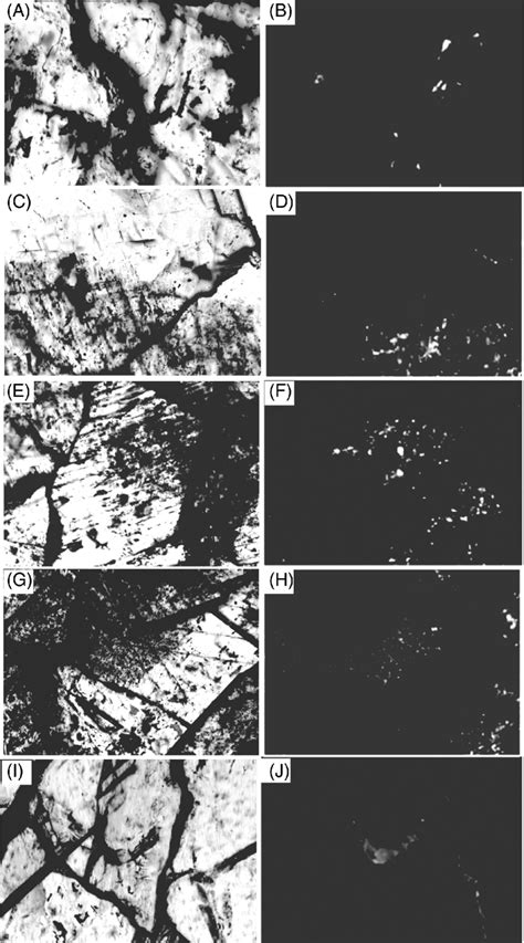 Photomicrographs Of Liquid Hydrocarbon Fluid Inclusions And Their