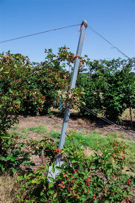 Blackberry Trellis Sale at Marvin Wolbert blog