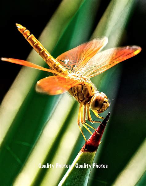 Golden Dragonfly And Ruby Eyed Dragonfly 85x11 Photo Prints Insect