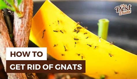 How to Get Rid of Gnats in the House: 7 Effective Ways | The Pest Dude