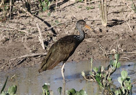 Pantanal Birds 1 - BIRDING PANTANAL 2018