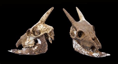 Myotragus balearicus skull from two angles | Prehistoric animals ...