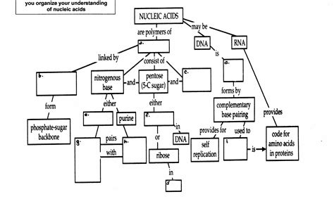 13 Nucleic Acid Concept Map Worksheet - Free PDF at worksheeto.com