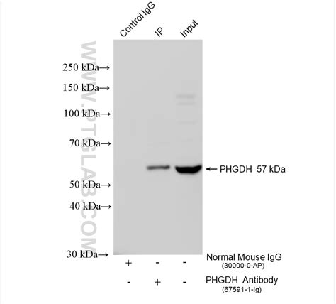 PHGDH Antibody 67591 1 Ig Proteintech