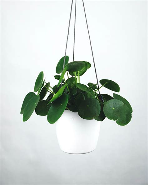 C Mo Cuidar La Pilea Peperomioides O Planta China Del Dinero Foto