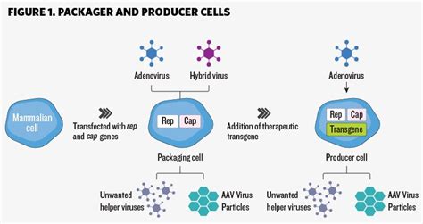 A Helping Hand For Gene Therapy Production