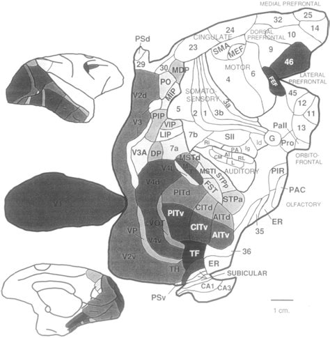 Figure From Distributed Hierarchical Processing In The Primate