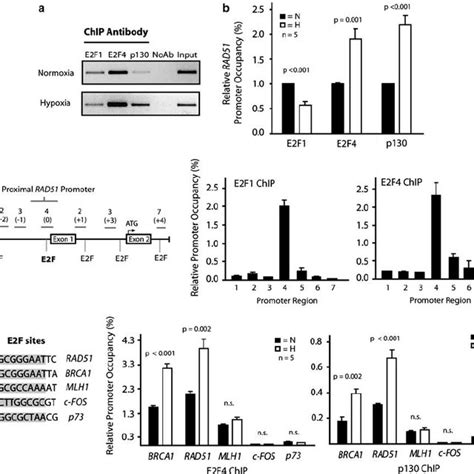 Mechanism Of Coordinated HR Gene Repression By E2F4 P130 In Hypoxia