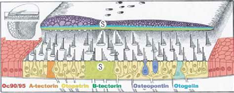 The regional differences of otoconia related gene expression in the ...