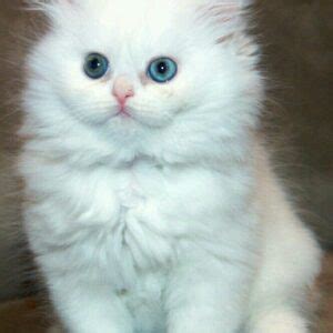 Buy White Persian Cat/Kitten (Blue Colour Eyes) for Sale in Delhi NCR ...