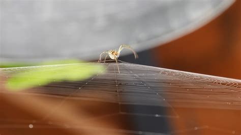 spider insect weaver  stock video pixabay