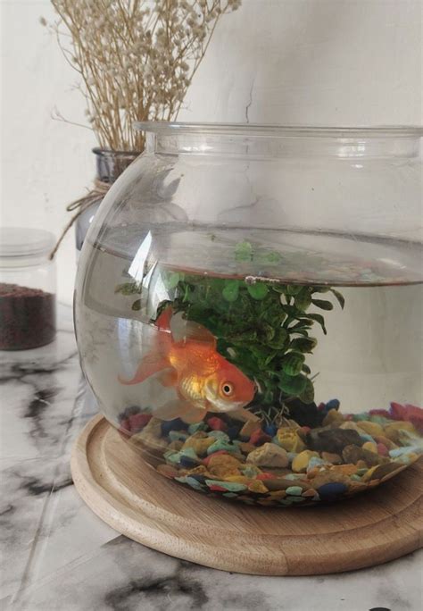 Fish Bowl Fish Bowl Ideas Terrarium Ideas Fish Taco Bowl Beta Fish Bowl