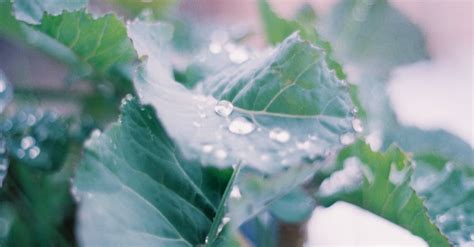 Raindrops on Leaves · Free Stock Photo