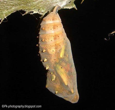 Painted Lady Butterfly Life Cycle | Nature, Cultural, and Travel ...