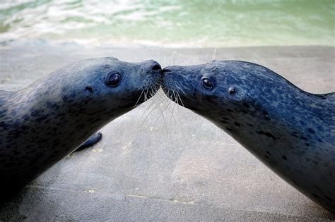 A Fishy Love Story: Courtship in Marine Animals - Deep Sea World