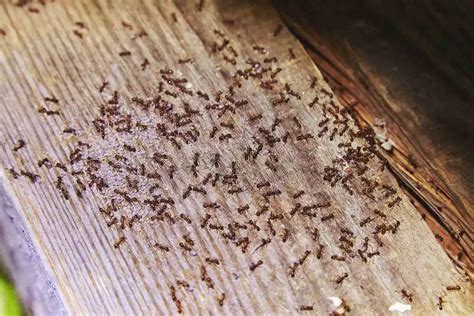 Signs Of Carpenter Ants In House Recognizing An Infestation