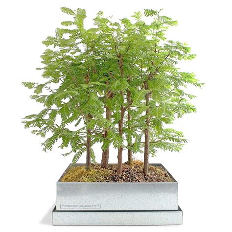 Bonsai Forest | Bonsai Tree Kit, Redwood, Gift | UncommonGoods