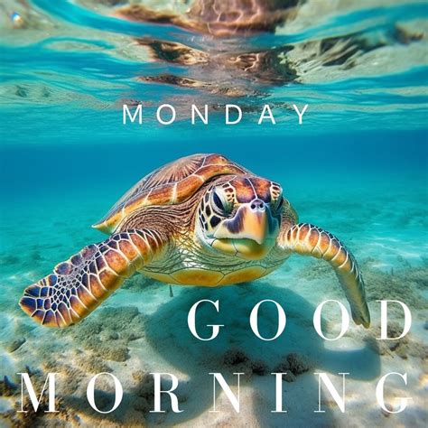 40 Good Morning Turtle Images And S Good Morning Wishes