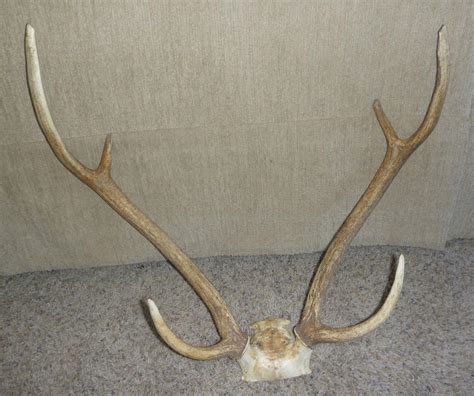 Axis Deer antlers by Tricksters-Taxidermy on deviantART