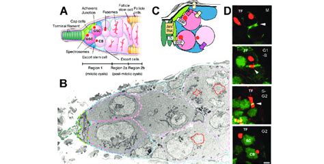 The Germ Line Stem Cell Niche A Diagram Of A Drosophila Germarium