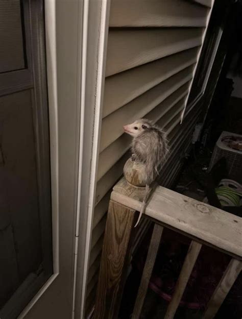 Possum Every Hour Please See Pinned Tweet On Twitter