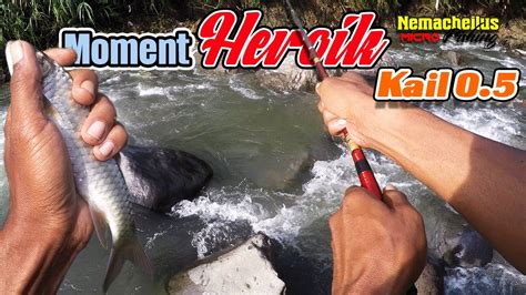 Tarikan Heroik Ikan Mahseer Dengan Kail Sode Mahseer Kalisamin