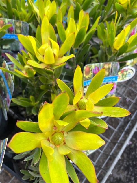 Leucadendron Safari Gold Strike Neth Plant