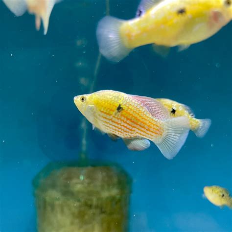 Florida Flagfish - Aquarium Fish Depot