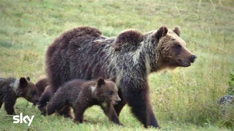 Su Sky Nature Arriva Il Settembre Il Marsicano L Ultimo Orso