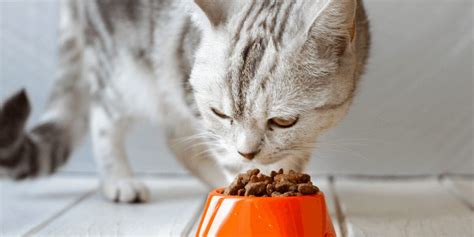 10 Best Wet Cat Foods In The Uk In 2023 Reviews Top Picks