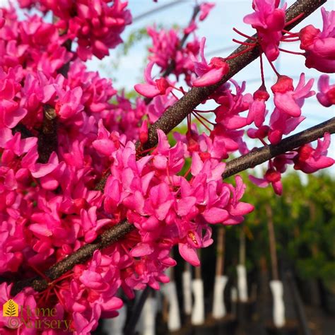 Cercis Canadensis Appalachian Red Eastern Redbud From Home Nursery