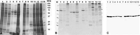 A 4Ð20 Sds Page Stained With Gelcode Blue A And Its Corresponding