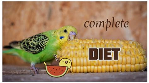 complete budgie DIET | feeding guide