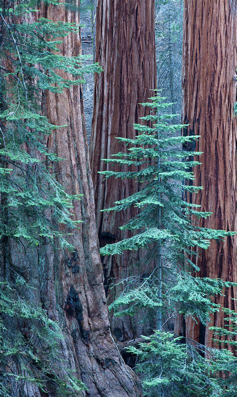 Giant Sequoia Trees In Sequoia National Park California Usa