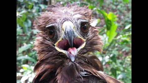 Guaraguao/Gavilán Colirrojo (Buteo jamaicensis) Red-tailed Hawk - YouTube