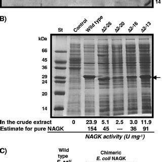 Coomassie Stained Sds Page Of The Wild Type And Mutant Forms Of Panagk